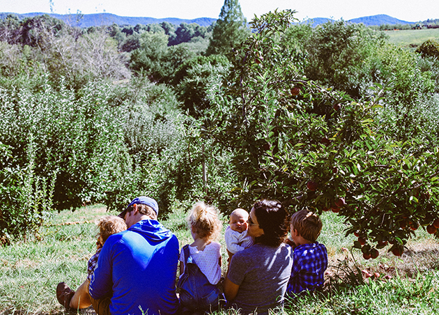 apple orchard