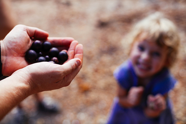 muscadines